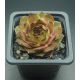 Sempervivum FUSILIER