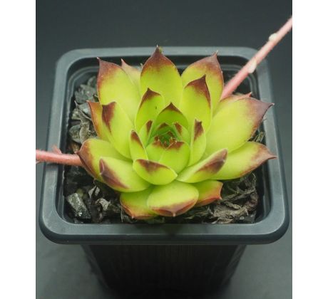 Sempervivum CHARADZEAE