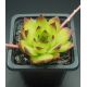 Sempervivum CHARADZEAE