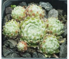 Sempervivum TINGLE