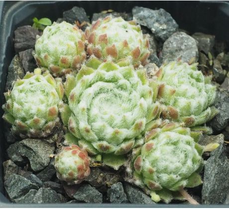 Sempervivum TINGLE
