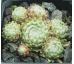 Sempervivum TINGLE