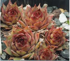 Sempervivum NÖRTOFT`S BEAUTY