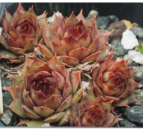 Sempervivum NÖRTOFT`S BEAUTY