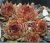 Sempervivum NÖRTOFT`S BEAUTY