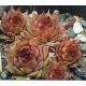 Sempervivum NÖRTOFT`S BEAUTY
