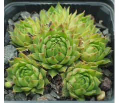 Sempervivum DOKTOR ZDENEK