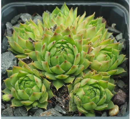 Sempervivum DOKTOR ZDENEK