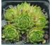 Sempervivum DOKTOR ZDENEK