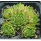 Sempervivum DOKTOR ZDENEK