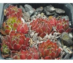 Sempervivum BERNIA