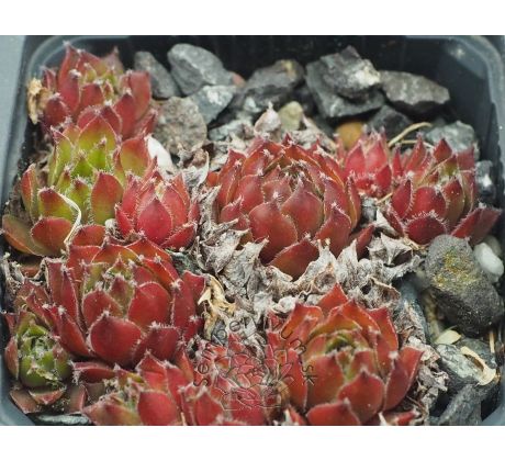 Sempervivum BERNIA