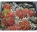 Sempervivum BERNIA