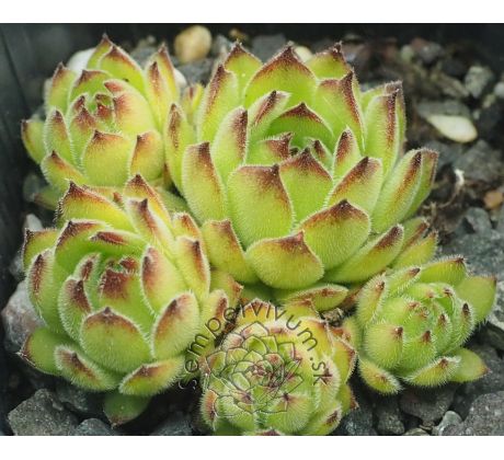 Sempervivum MACEDONICUM EX KORAB, ALBANIA