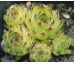 Sempervivum MACEDONICUM EX KORAB, ALBANIA