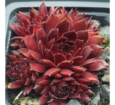 Sempervivum ZHANE
