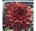 Sempervivum ZHANE