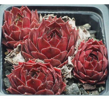Sempervivum PATRIOT