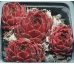 Sempervivum PATRIOT