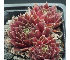 Sempervivum DAKOTA