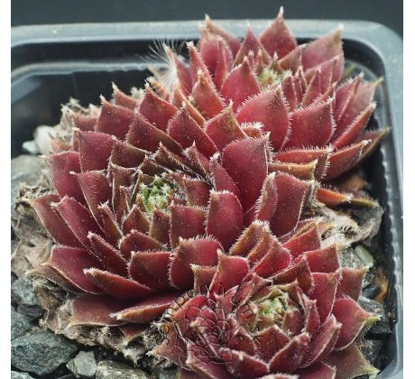 Sempervivum DAKOTA