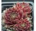 Sempervivum DAKOTA