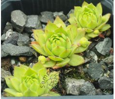 Sempervivum ELEKTRIK GREEN