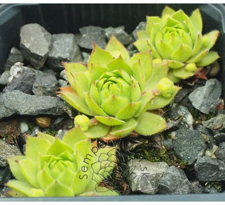 Sempervivum ELEKTRIK GREEN