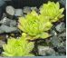 Sempervivum ELEKTRIK GREEN