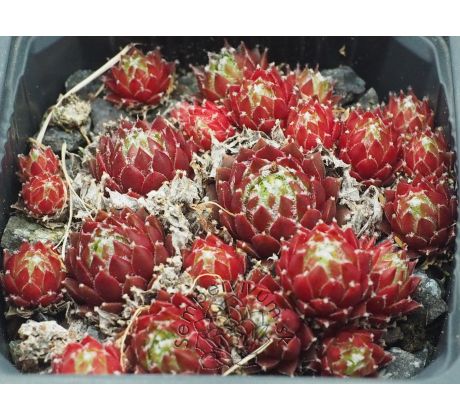 Sempervivum WUSCHEL