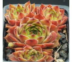 Sempervivum LENTEZON