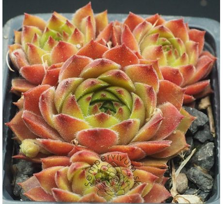 Sempervivum LENTEZON