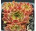 Sempervivum LENTEZON