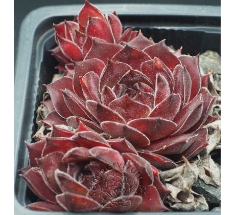 Sempervivum BROCK