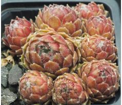 Sempervivum AMBERGREEN
