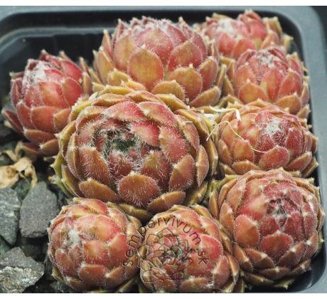 Sempervivum AMBERGREEN