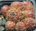 Sempervivum AMBERGREEN