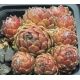 Sempervivum AMBERGREEN