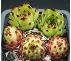 Sempervivum PETITE CÉÜSE