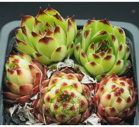 Sempervivum PETITE CÉÜSE