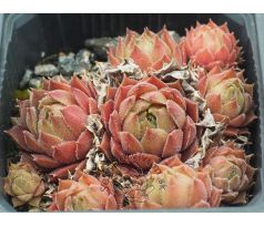 Sempervivum MOLLY
