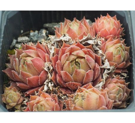 Sempervivum MOLLY