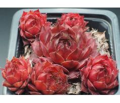 Sempervivum ANNABEL