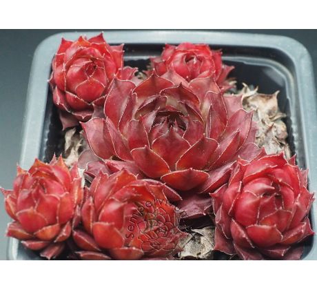 Sempervivum ANNABEL