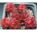 Sempervivum ANNABEL