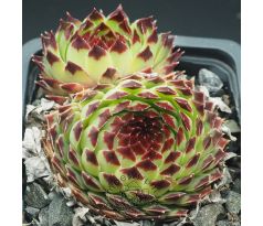 Sempervivum EXTRA