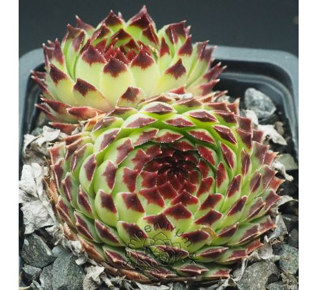 Sempervivum EXTRA