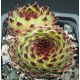 Sempervivum EXTRA
