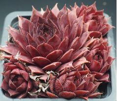 Sempervivum FLAMINGO 2