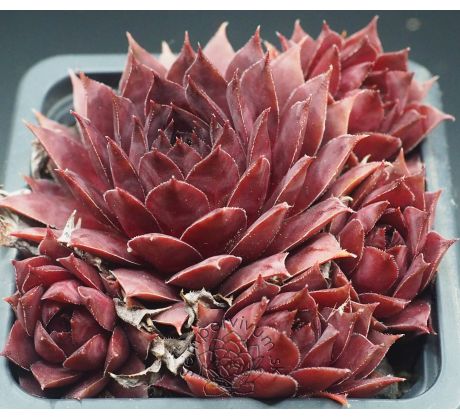 Sempervivum FLAMINGO 2